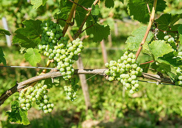 Grapes with green leaves on the vine. Vine grape fruit plants outdoors