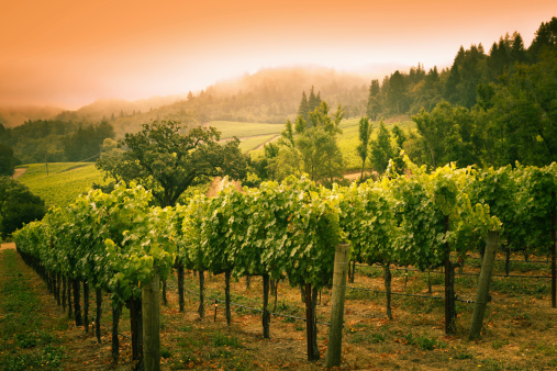 Subject: Napa Valley wine country mountain hillside vineyard in the morning mist and fog.