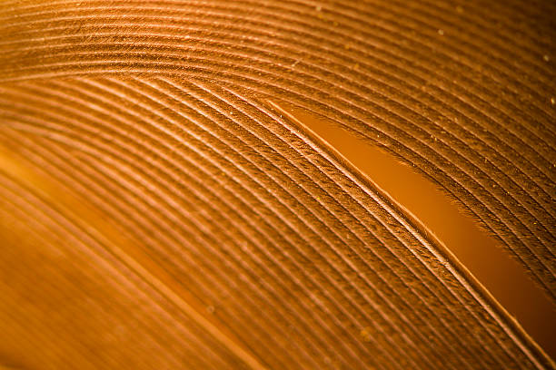 graphic fluffy detail of feather macro studio image of feather macro body hair stock pictures, royalty-free photos & images