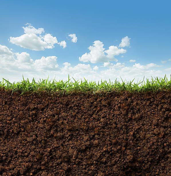 grass and soil cross section of grass and soil against blue sky underground stock pictures, royalty-free photos & images