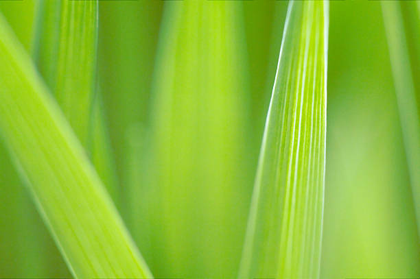 Grass detail stock photo