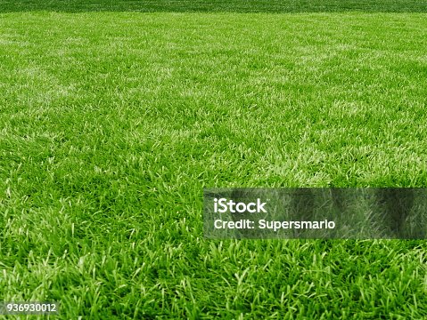 istock Grass field for football sport 936930012