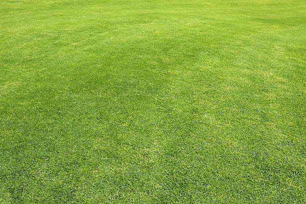 Grass Field stock photo