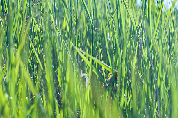 grass from the ground stock photo