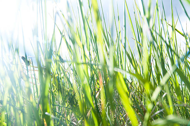 grass from the ground stock photo