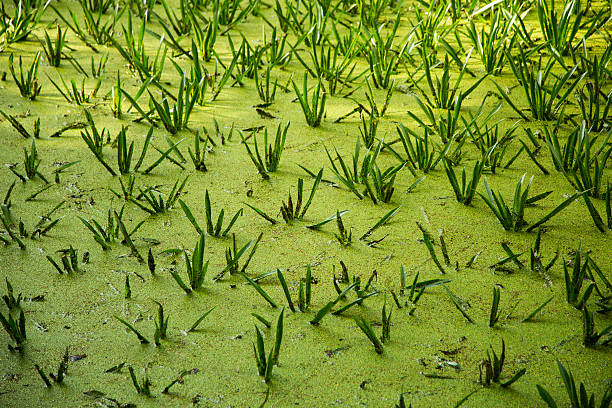 Grass growing out of the mossy water stock photo