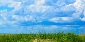 istock Grass on Dunes St. Peter-Ording Germany 1362394066