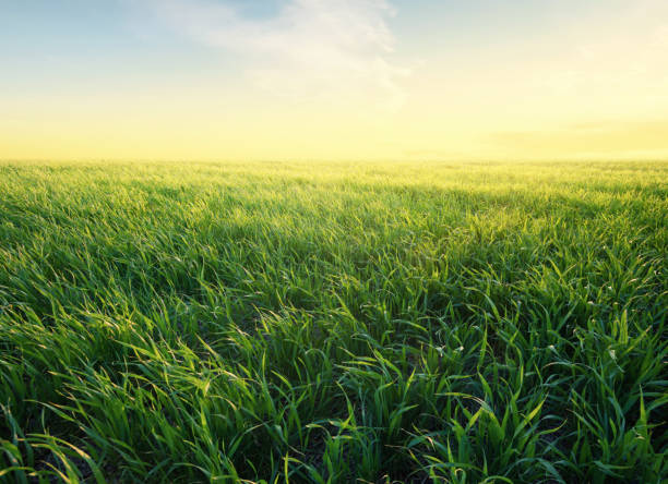 Grass on the field during sunrise. Agricultural landscape in the summer time stock photo