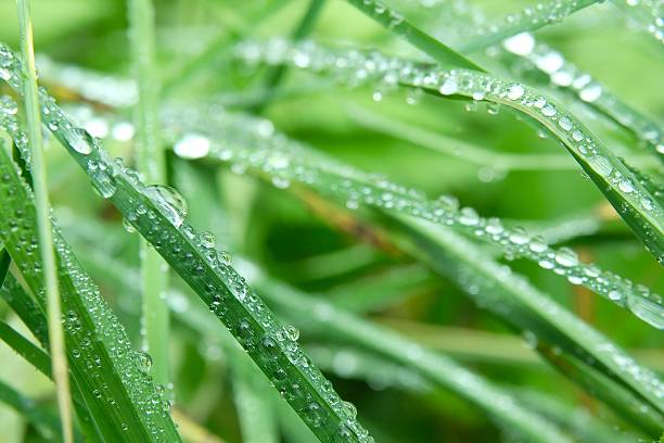 Grass closeup with raindrops