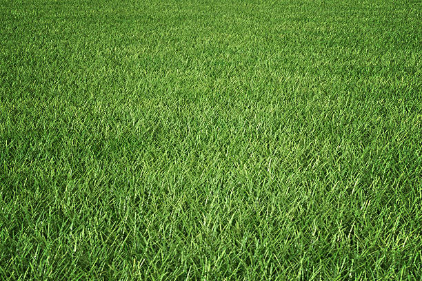 grass - grass texture stockfoto's en -beelden
