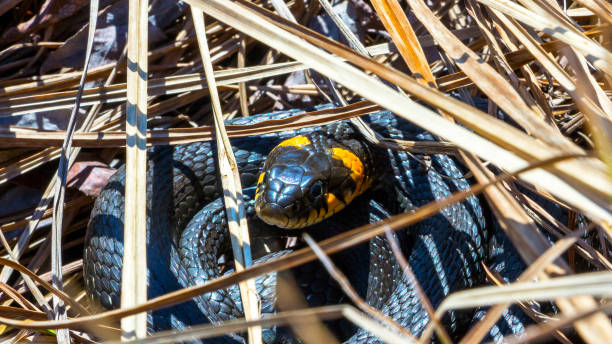 Grass snake in the wild Grass snake in the wild. The face and eyes of an grass snake closeup snake with its tongue out stock pictures, royalty-free photos & images