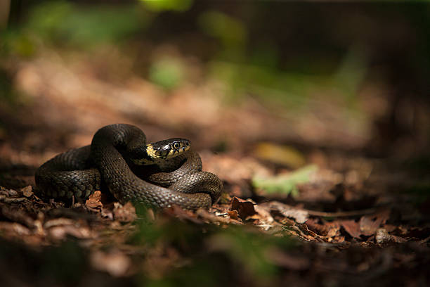 Grass snake - Natrix natrix stock photo