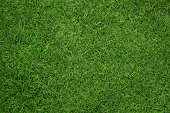 istock Grass texture 179675772