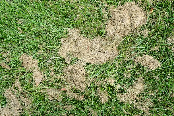 Grass with Brown Clippings stock photo