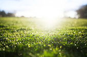 istock Grass with sun flare 1337050543