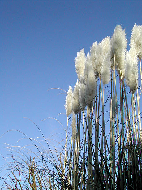 Grasses stock photo