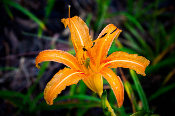 Grasshopper hides inside the orange daylily while raining stock photo
