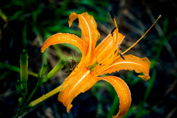 Grasshopper hides inside the orange daylily while raining stock photo