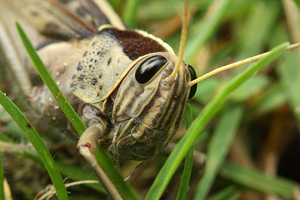 Grasshopper on grass stock photo