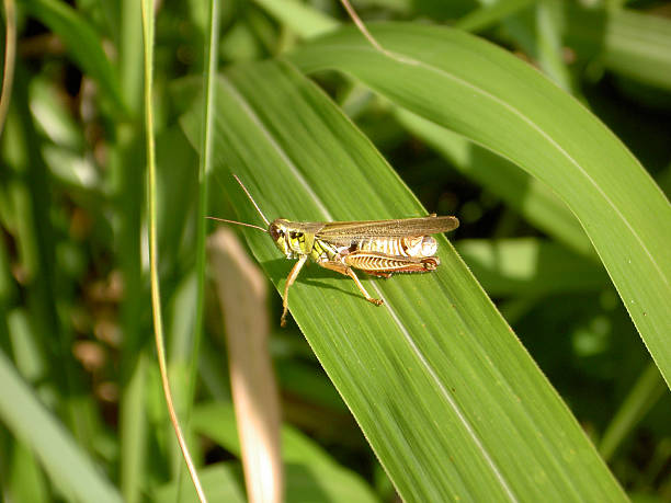 grasshopper stock photo