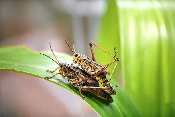 Grasshoppers stock photo