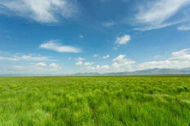 Grassland wetland landscape stock photo