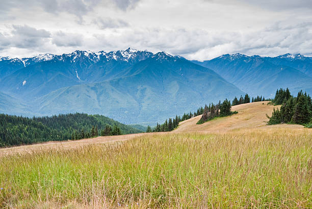 Grassy Alpine Meadow Olympic National Park, located in the north-west corner of Washington State, is the most diverse national park in the USA. The central core of the park has high glaciated mountains and alpine meadows. Surrounding this central region are old growth and temperate rain forests. The park also protects over 70 miles of Pacific Coast wilderness. This view of the Olympic Range interior was photographed from Hurricane Ridge near Port Angeles, Washington State, USA. jeff goulden olympic national park stock pictures, royalty-free photos & images