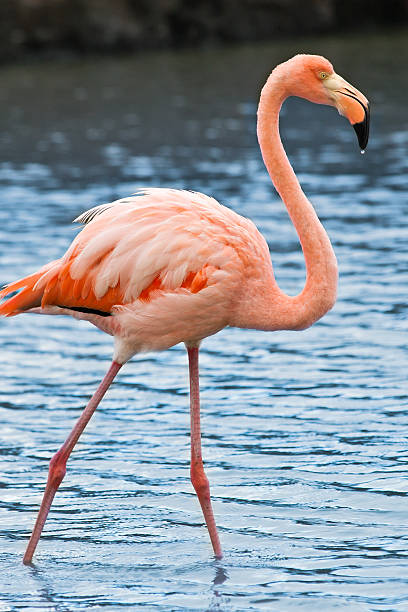 Grater flamingo, Galapagos stock photo