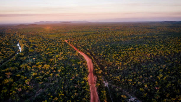 grusvägen skär sin väg genom skogen - australia nature background bildbanksfoton och bilder