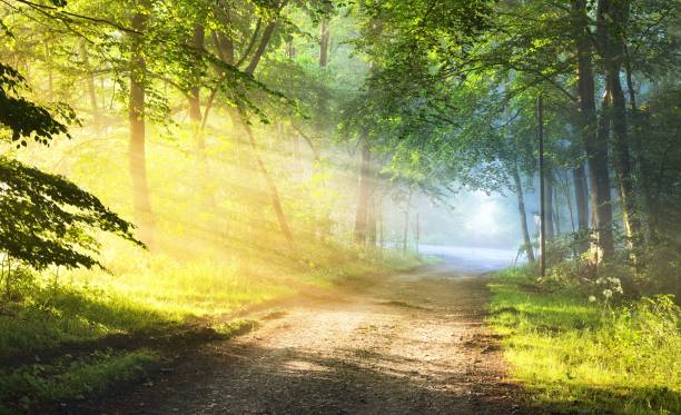 Gravel road in a misty foggy forest with sun rays. Osnabruck, Germany stock photo