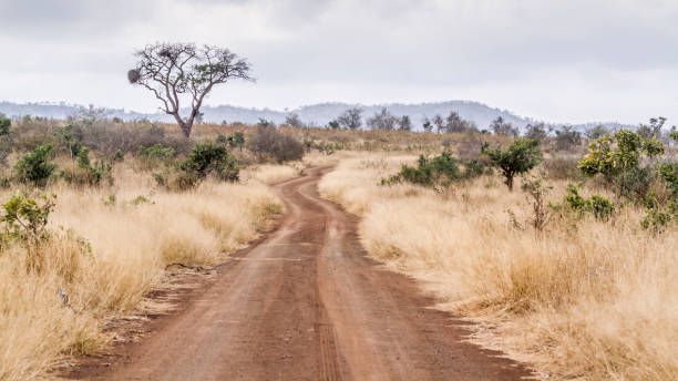 Gravel road scenery in Kruger National park, South Africa Gravel road S114 in Afsaal area in Kruger National park, South Africa bush land photos stock pictures, royalty-free photos & images