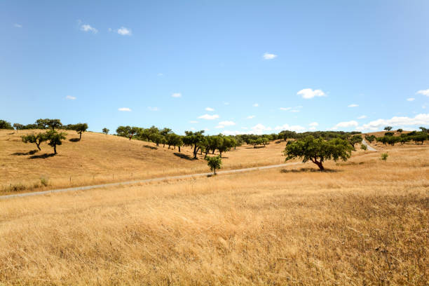gravel road through hilly alentejo landscape with cork oak trees and yellow fields in late summer near beja, portugal europe - alentejo imagens e fotografias de stock