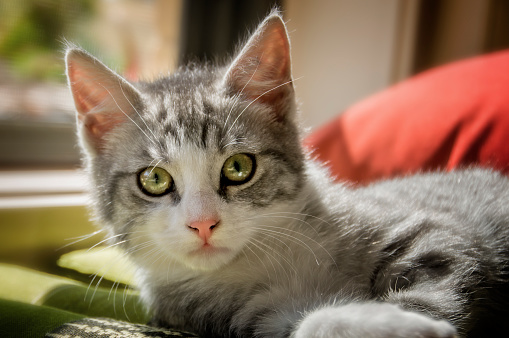 Close up portrait of a grey and white tabby kitten