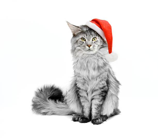 gray cat in santa suit - christmas cat stockfoto's en -beelden