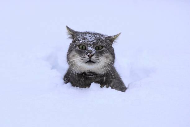 grå katt sitter i en vit snödriva - cat snow bildbanksfoton och bilder