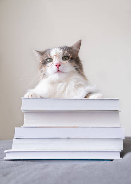 gray cat with glasses reads a book lying on the bed. an intelligent animal sits on a stack of books. creative photo of pets. vertical photo. - book cat imagens e fotografias de stock
