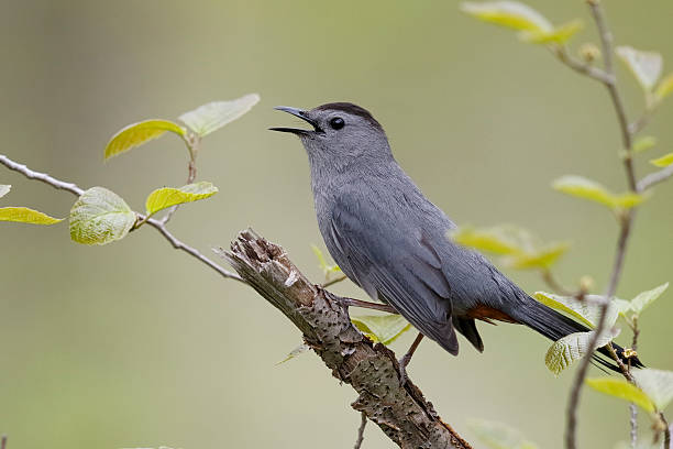 Gray Catbird Calling in Spring - Ontario, Canada stock photo