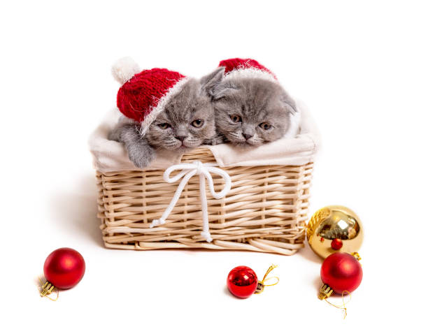 Kittens in Basket w/Santa Hat Ornament 