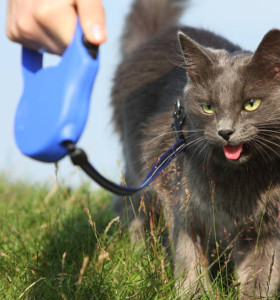 gray fluffy cat in a leash - cat leash bildbanksfoton och bilder