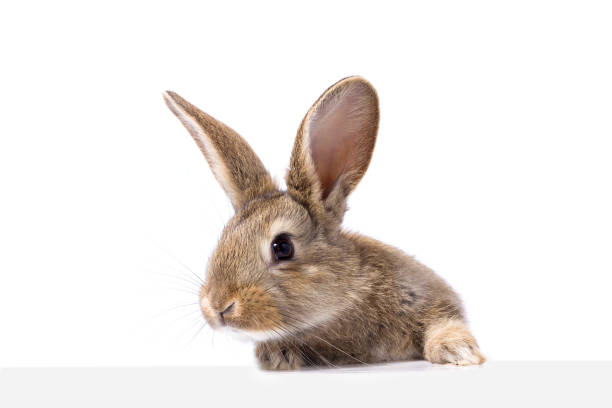 grå fluffiga kanin tittar på skylten. isolerad på vit bakgrund - dwarf rabbit bildbanksfoton och bilder