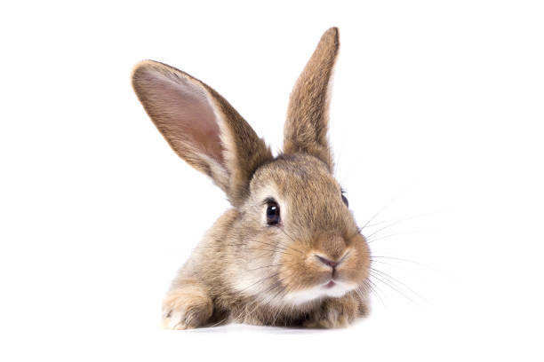grå fluffiga kanin tittar på skylten. isolerad på vit bakgrund - dwarf rabbit bildbanksfoton och bilder