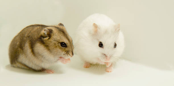 A gray hamster and a white hamster are sitting. stock photo