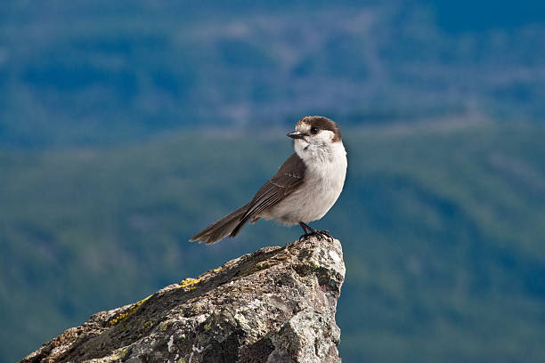 Gray Jay on a Mountain Peak The Gray Jay (Perisoreus canadensis) is a distinctive small-billed jay living in the coniferous forests at higher elevations. You have to guard your food in these areas or the pesky jay will steal from you. The gray jay, also known as the Canada Jay, is the national bird of Canada. This bird was photographed on Mount Si near North Bend, Washington State, USA. jeff goulden bird stock pictures, royalty-free photos & images