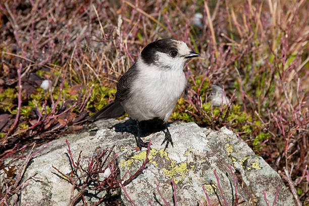 Gray Jay Standing on a Rock The Gray Jay (Perisoreus canadensis) is a distinctive small-billed jay living in the coniferous forests at higher elevations. You have to guard your food in these areas or the pesky jay will steal from you. The gray jay, also known as the Canada Jay, is the national bird of Canada. This bird was photographed on the Naces Peak Loop Trail in the William O. Douglas Wilderness near Mount Rainier National Park, Washington State, USA. jeff goulden bird stock pictures, royalty-free photos & images