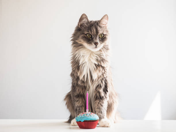 Gray kitten and a festive cupcake with candle Cute, fluffy, gray kitten and a festive cupcake with one candle on a white, isolated background. Celebrating the birthday of your pet. Caring for animals happy birthday cat stock pictures, royalty-free photos & images