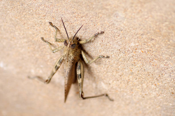 Gray Locust, harmful insect eating vegetation