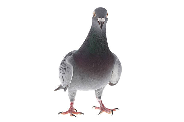 gray pigeon isolated on white - duif stockfoto's en -beelden