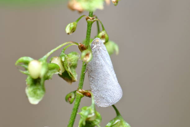 Gray Planthopper (Anzora unicolor) stock photo