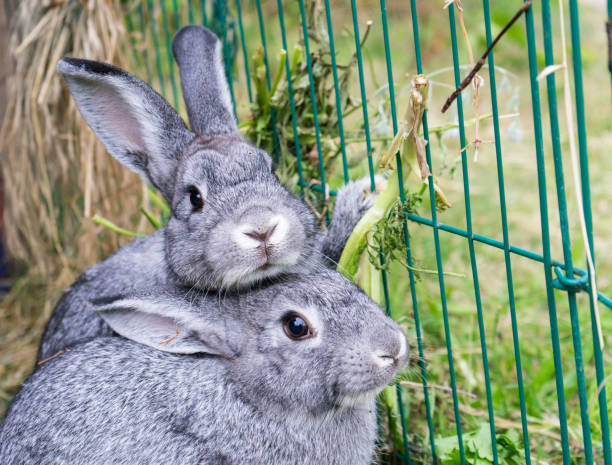 gray rabbits Two small gray rabbits rabbit hutch stock pictures, royalty-free photos & images