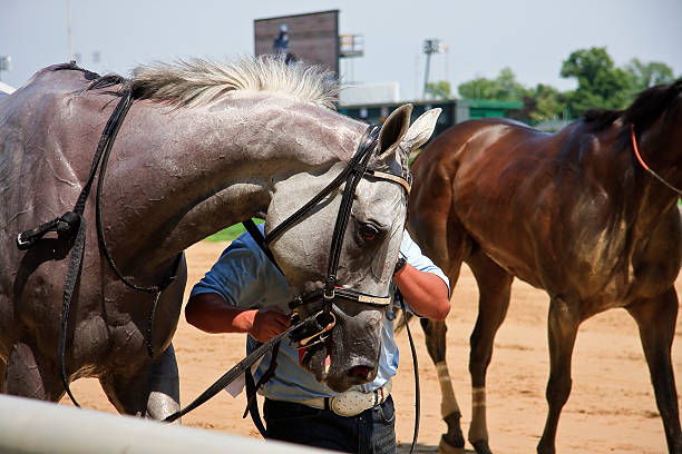 Gray Racehorse stock photo